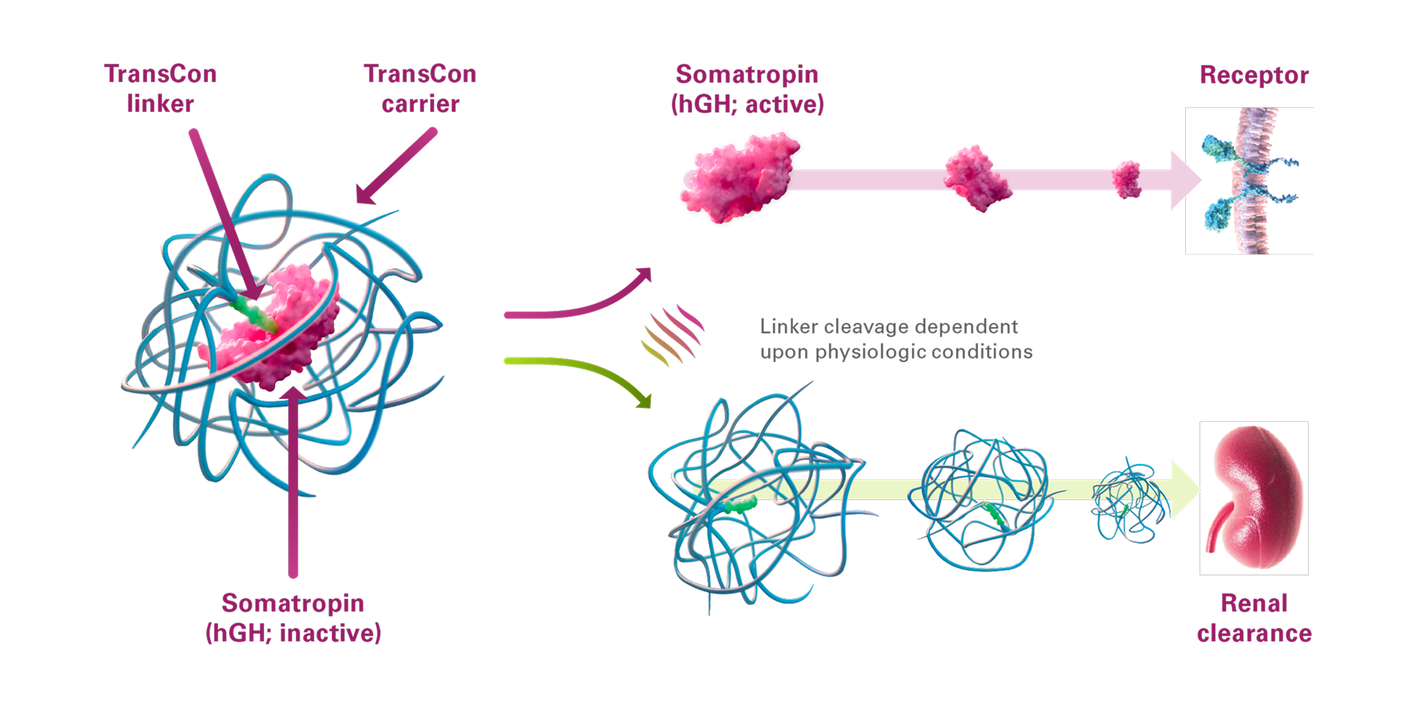 transcon graph
